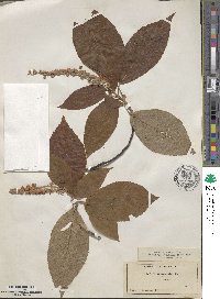 Clethra acuminata image