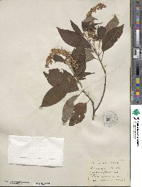 Clethra acuminata image