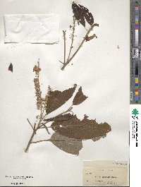 Clethra acuminata image