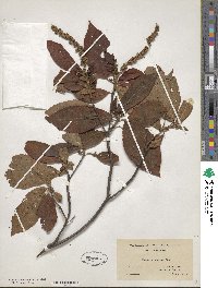 Clethra acuminata image