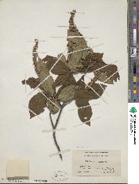 Clethra acuminata image