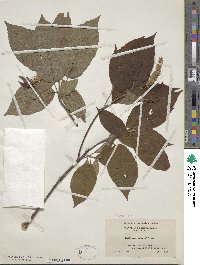 Clethra acuminata image