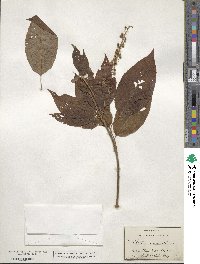 Clethra acuminata image