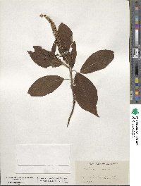 Clethra acuminata image