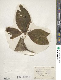 Clethra acuminata image