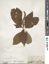 Clethra acuminata image