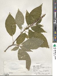 Clethra acuminata image