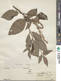 Clethra acuminata image