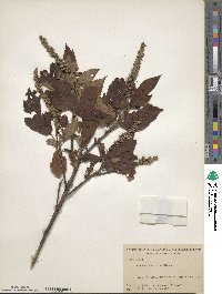 Clethra acuminata image