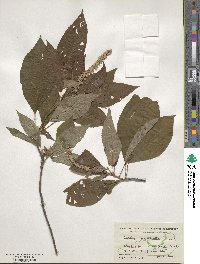 Clethra acuminata image