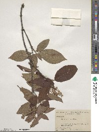 Clethra acuminata image