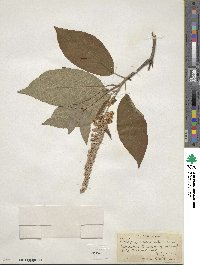 Clethra acuminata image