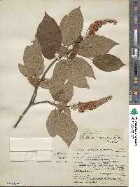 Clethra acuminata image