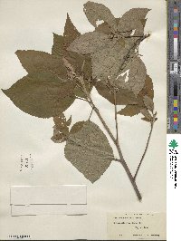 Clethra acuminata image