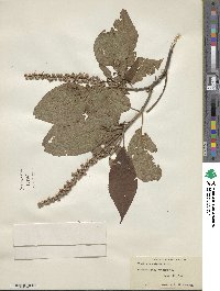 Clethra acuminata image