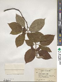 Clethra acuminata image