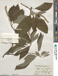 Clethra acuminata image