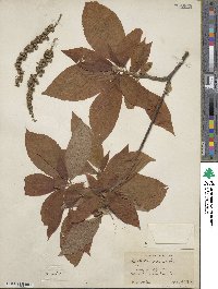 Clethra acuminata image