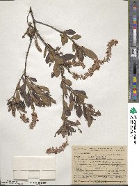 Clethra alnifolia image