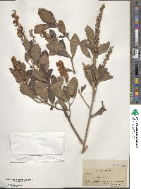 Clethra alnifolia image