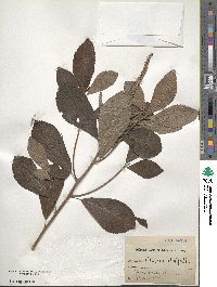 Clethra alnifolia image