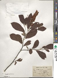 Clethra alnifolia image