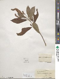 Clethra alnifolia image