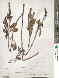 Clethra alnifolia image