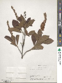 Clethra alnifolia image