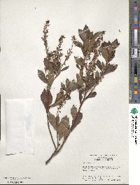 Clethra alnifolia image