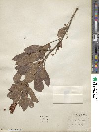 Clethra alnifolia image