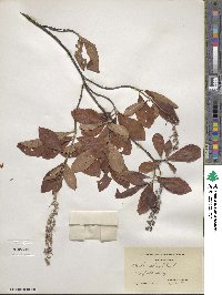 Clethra alnifolia image