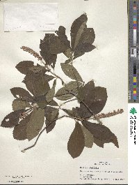 Clethra alnifolia image