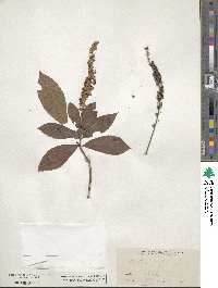 Clethra alnifolia image