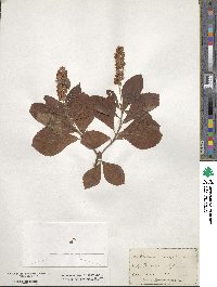 Clethra alnifolia image