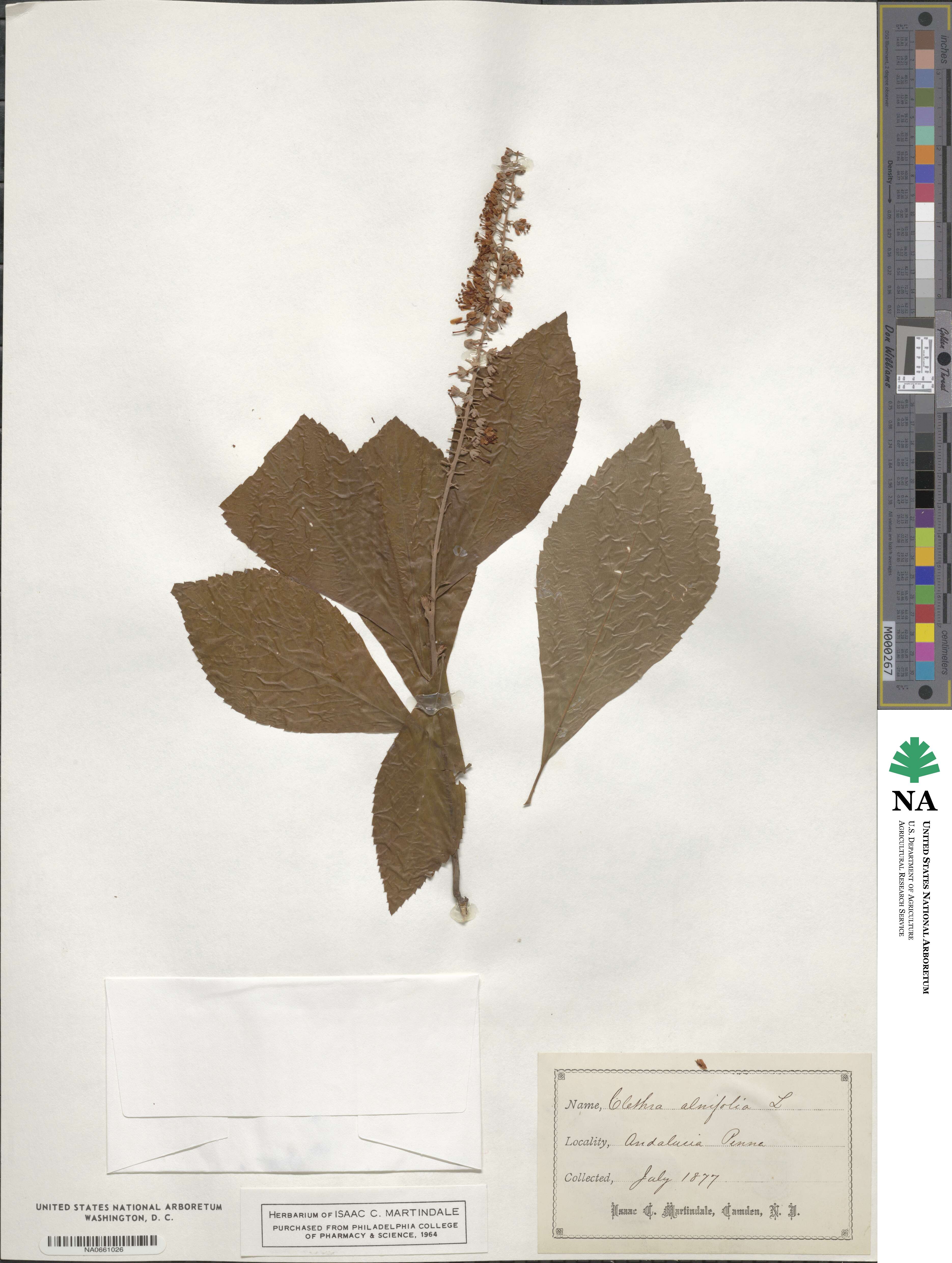 Clethra alnifolia image