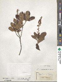 Clethra alnifolia image