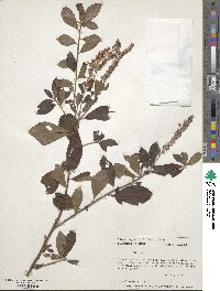 Clethra alnifolia image