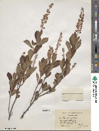 Clethra alnifolia image