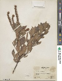 Clethra alnifolia image