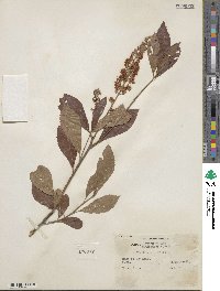 Clethra alnifolia image