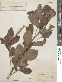 Clethra alnifolia image