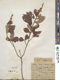 Clethra alnifolia image