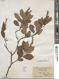 Clethra alnifolia image