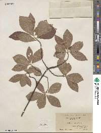 Clethra alnifolia image