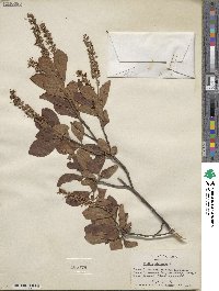 Clethra alnifolia image