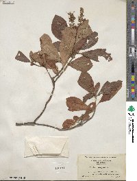 Clethra alnifolia image