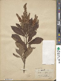 Clethra alnifolia image