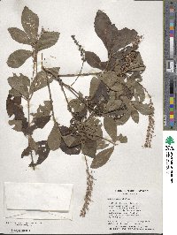 Clethra alnifolia image