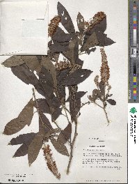 Clethra alnifolia image